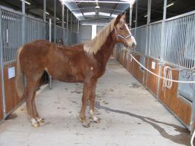 Resetting foal as a weanling