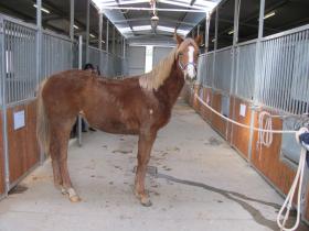 Resetting foal as a weanling